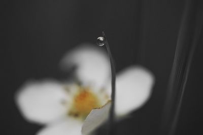 Close-up of flowers blooming outdoors