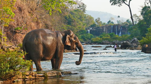 View of elephant in river