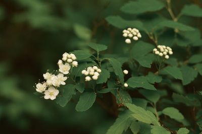 Close-up of white flowering plant