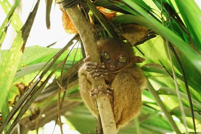 Portrait of a cat on tree