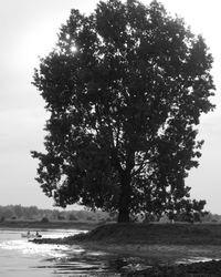 Tree by sea against sky