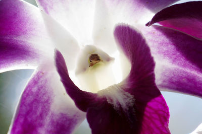 Close-up of pink flower