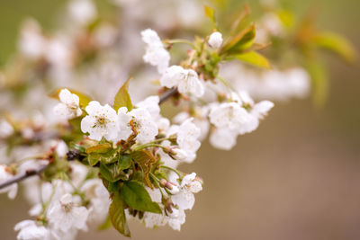 Close-up of white cherry blossom tree