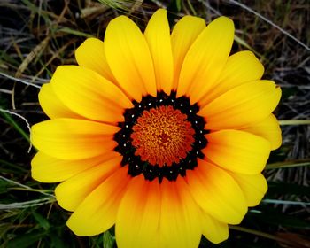 Close-up of yellow flower