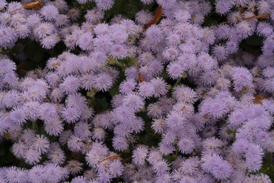 High angle view of plants on field during winter