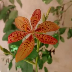 Close-up of flowers