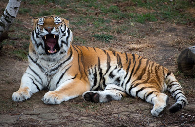 Full length of yawning tiger