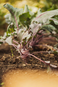 Close-up of plant growing on field