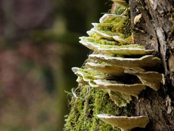 Close-up of tree during winter