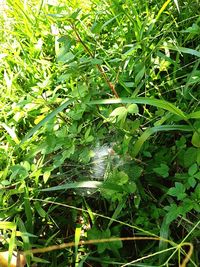 Close-up of insect on grass