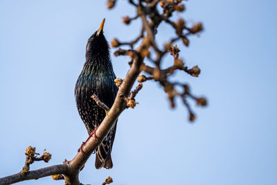 Low angle view of bird perching on tree against sky