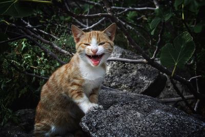 Portrait of cat meowing while sitting on rocks