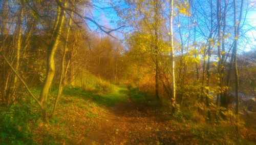 Trees in forest