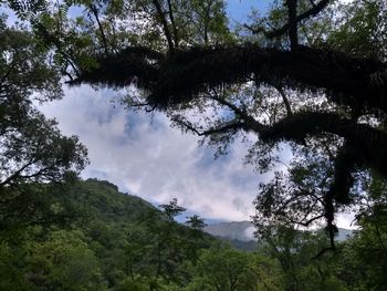 Low angle view of trees against sky