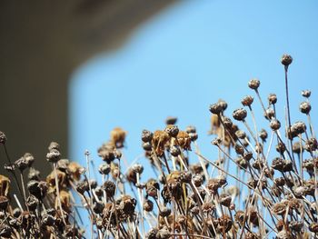 Close-up of flowers against blue sky