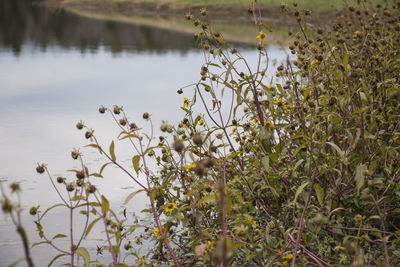 Close-up of plants against blurred water