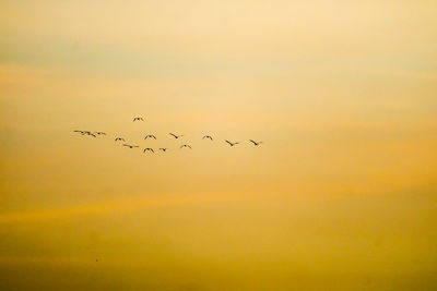 Flock of birds flying in sky