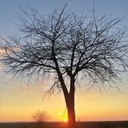 Silhouette of bare trees at sunset