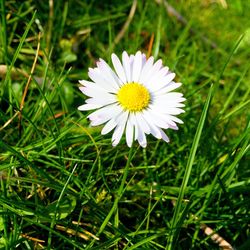 High angle view of white daisy flower blooming outdoors