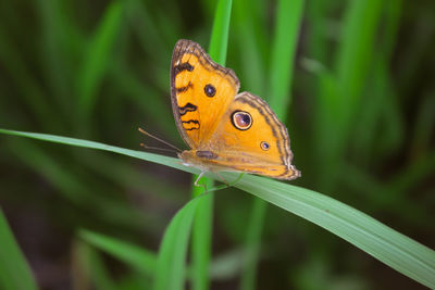 Close-up of butterfly on orange leaf