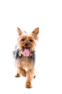 Portrait of dog over white background