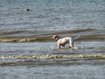 Dog in the sea