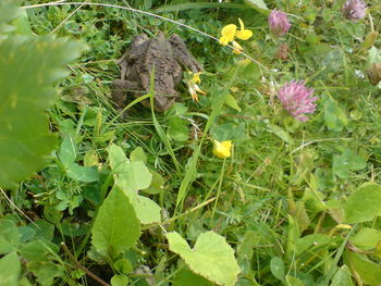 Close-up of plant