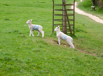 Dogs playing in grass