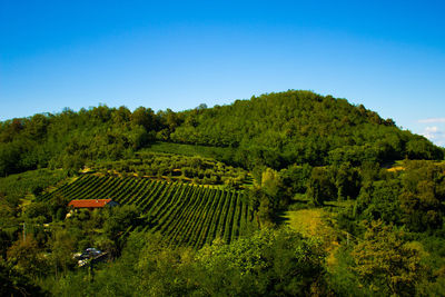 Scenic view of agricultural field against clear blue sky