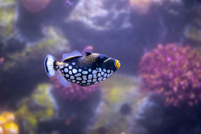 Close-up of fish swimming in sea