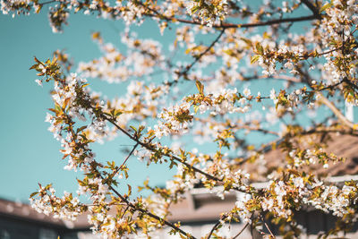 Low angle view of cherry blossoms against sky