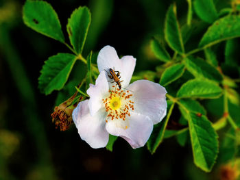 Close-up of white flowering plant