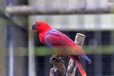 Close-up of parrot perching on cage