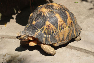 Close-up of a turtle