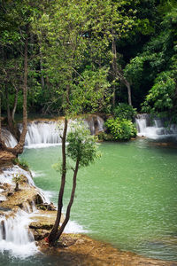 Scenic view of waterfall in forest
