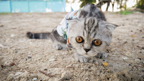 Close-up portrait of a cat