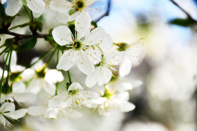 Close-up of white cherry blossoms