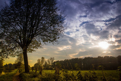 Trees on field against sky at sunset