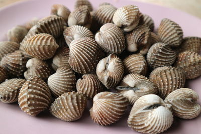 Close-up of shells