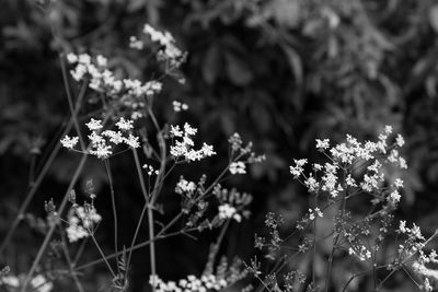 Close-up of flowers blooming outdoors