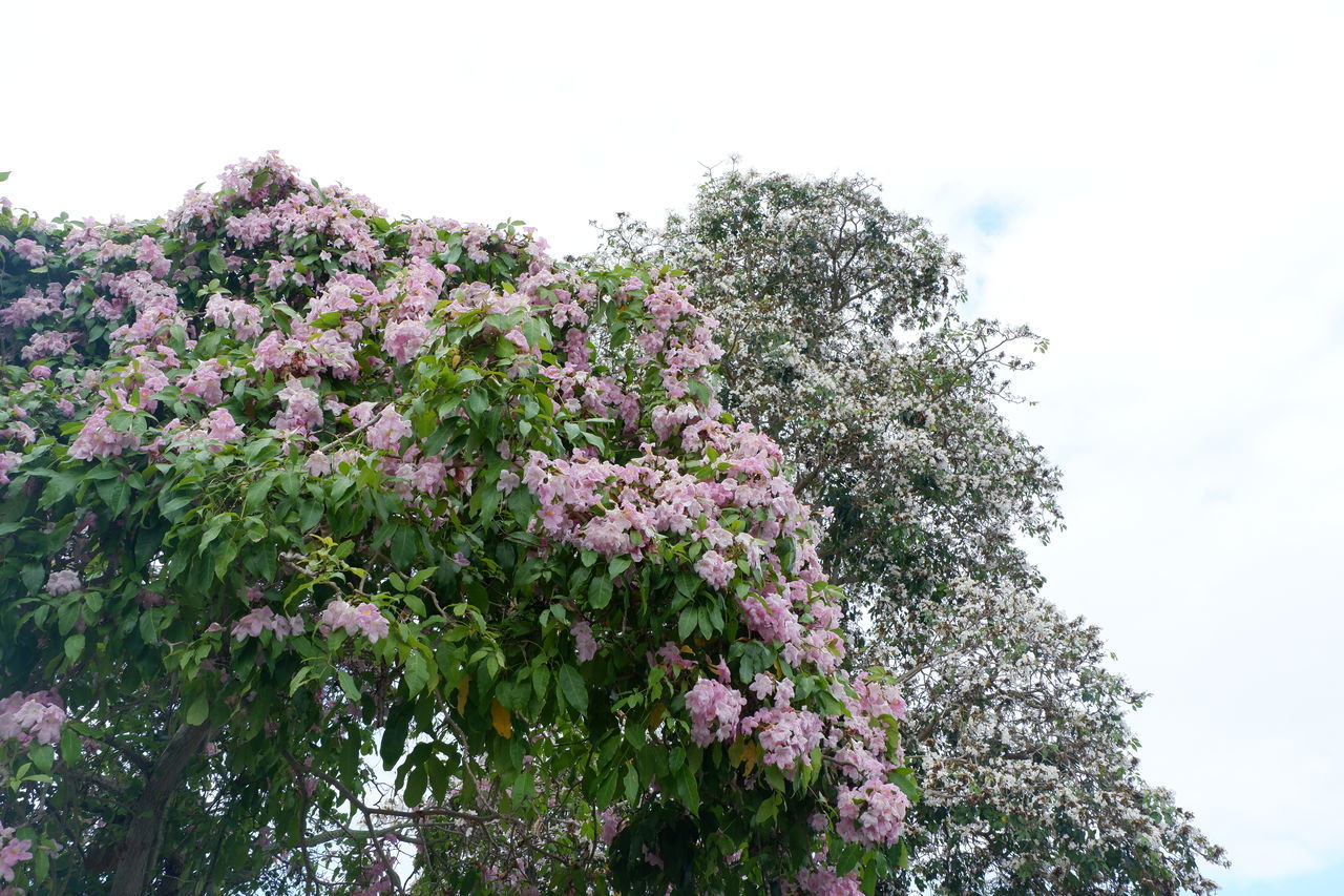 LOW ANGLE VIEW OF FLOWERING PLANT AGAINST SKY