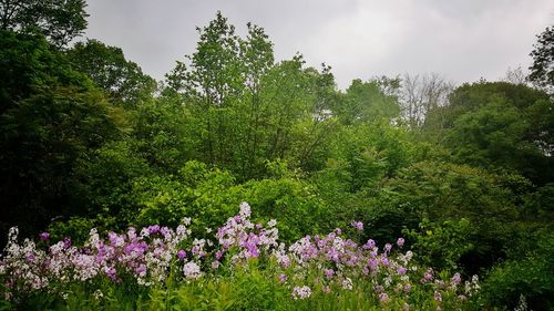 View of flower trees against sky
