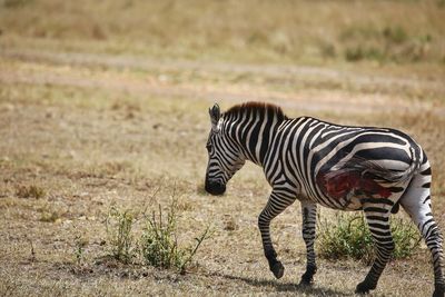 Zebra standing on field