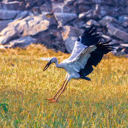 Side view of a bird flying