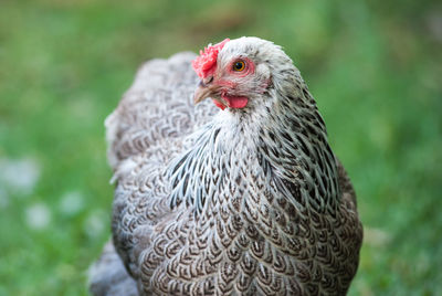 Close-up portrait of a bird