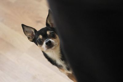 High angle portrait of dog at home