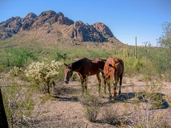 Luke and dottie near ragged top mountain 