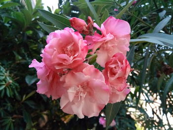 Close-up of pink rose flowers