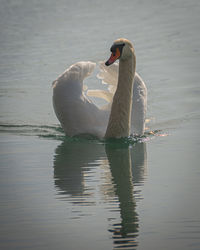 View of swan swimming in lake