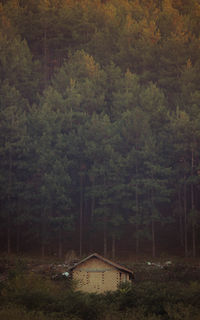 Trees in foggy weather
